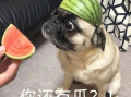 爆料吃瓜图片表情包大全,吃瓜群众必备！海量爆料图片表情包大盘点