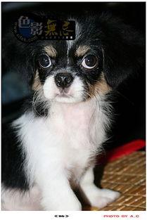 吃瓜娱乐酱小狗拍照,吃瓜娱乐酱与小狗的欢乐拍照时光